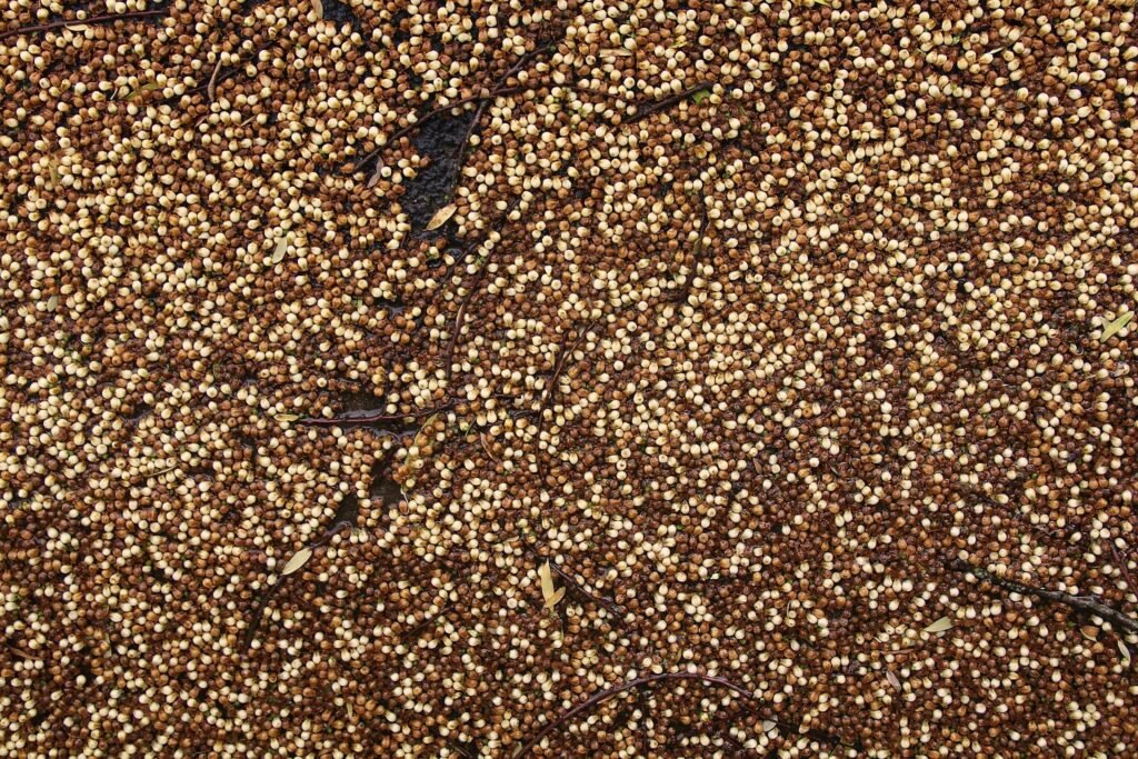 Close-up of mustard seeds soaking on a dark surface, traditionally used for natural remedies.