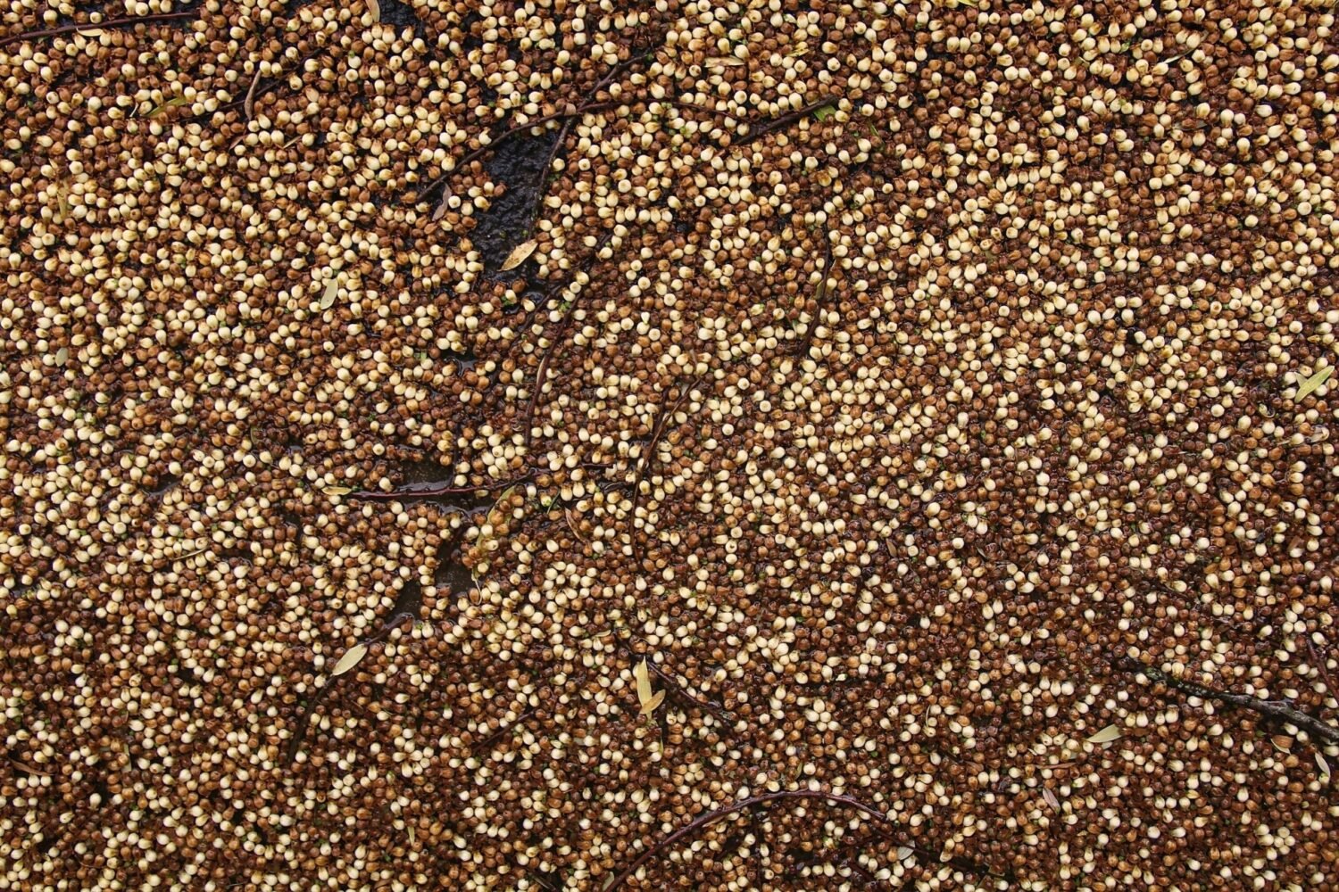 Close-up of mustard seeds soaking on a dark surface, traditionally used for natural remedies.